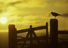 sonneruntergang-auf-der-hallig.jpg